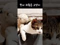 만사 귀찮은 고양이