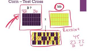 U8 L3 Monhybrid\u0026TestCrosses