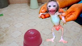 baby monkey Dan hold by dad with full of love to take a bath..