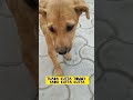 tuada kutta tommy sada kutta kutta