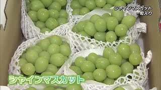 県産シャインマスカット旬入り宣言　５キロ３０万円の値のものも　大分 (23/07/03 18:40)