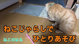 おもちゃでひとりあそび☆ねこのはる