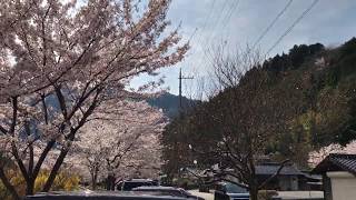 広島県廃線　安野花の駅公園★桜吹雪