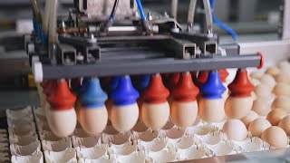 How Eggs Are Made