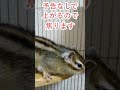 しまりす「ポン吉」焦る値上げ！！【ペット】【シマリス】【chipmunk】【squirrel】【kawaii】【cute】