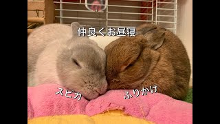 お昼寝シーンを集めてみました　 by うさぎカフェ もふれる 【Rabbit cafe Moff-rell】