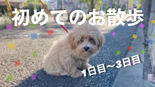 【お散歩デビュー】マルプーの仔犬、お散歩1日日〜3日目まで【成長がすごい】