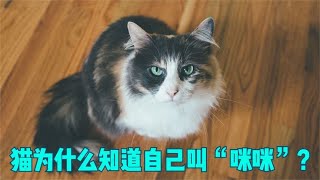 多数猫被叫咪咪的时候，会有反应，猫为什么知道自己叫咪咪？