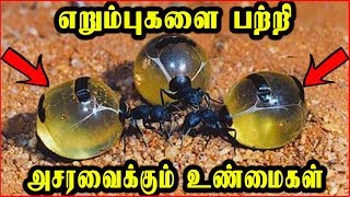 எறும்புகளை பற்றி அசர வைக்கும் உண்மைகள் | Interesting Facts about ants in tamil | Info View