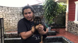 Tips before buying a puppy | Buying puppy | Tips bago bumili ng tuta