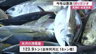 食べにきいや！高知の秋の味覚「戻りガツオ」今年は豊漁 (20/11/05 12:00)