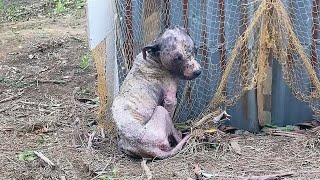 The owner abandoned the dying dog and drove away! Insects surrounded the dog!