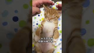 从今天开始 你就叫申小豹 我和我的猫 记录猫咪日常 哪吒 哪吒脑海 情绪好稳定的小猫