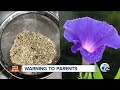 teens using garden flower to get high