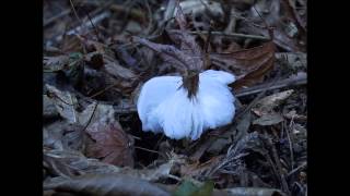 シモバシラの氷の花 高尾山 wlmp