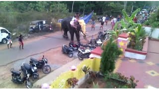 ചാലിശ്ശേരി പൂരത്തിന്  ചീരോത്ത് രാജീവ് ആന ഇടഞ്ഞു🥵🥵🥵🥵l