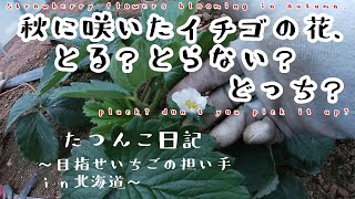 【新規就農】秋に咲いたイチゴの花、とる？とらない？どっち？【田舎暮らし】たつんこ日記