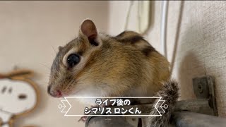 ライブ後のシマリス ロンくん