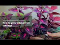 How to grow coleus from cuttings #video #viral #trending #nishthamahant