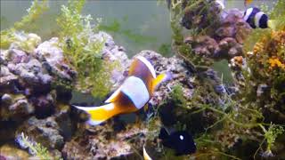 Amphiprion latifasciatus馬達加斯加小丑雌魚Madagascar anemonefish female