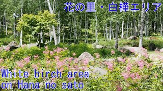 長野、花の里・白樺エリア６月 長野県富士見町、White birch area on Hana no sato Fujimi Town Nagano、tp038