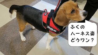 はつハーネス【おてんばビーグルふくちゃん】その66