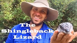 The Shingle Back Skink