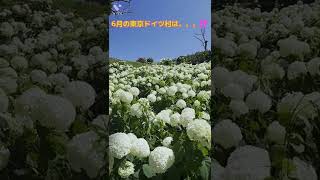 【東京ドイツ村】2022年6月25日　紫陽花・ユリ　デートスポット