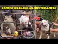 ANJING PITBULL YANG TERL4T4Rr SUDAH JADI ANJING SULTAN RAGUNAN ‼️