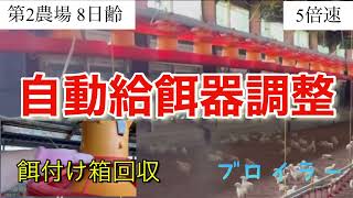 自動給餌器調整 餌付け箱回収 ひよこ8日齢