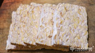 Make your own tempeh