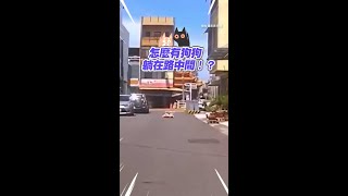 【上班遇到路霸】狗在路中間沉浸式抓癢 爽到翻肚腳翹高高XD #Shorts @funny_videos  #funnypets