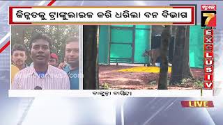 Tigress Zeenat tranquilized in West Bengal | ଶେଷରେ ବାଘୁଣୀ ଜିନ୍ନତକୁ ଟ୍ରାଙ୍କୁଲାଇଜ କରି ଧରିଲା ବନବିଭାଗ