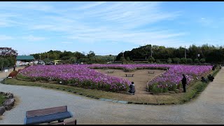 和泉リサイクル環境公園のコスモス（２０２０年１１月５日）