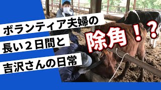 NHKの番組に出演したボランティア夫婦に密着PART１！　時として危険を伴う事もあるから注意！　福島県双葉郡浪江町にある【希望の希望】　＃希望の牧場　＃被ばく牛