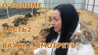 Дополнения к ролику о соломе! Использую солому как органическое удобрение!