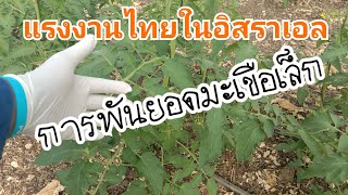 #แรงงานไทยในอิสราเอล งานให้คำพม่าพันยอดมะเขือเทศ🍅🍅🇮🇱