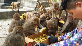 Feeding one one box mango and banana for hungry monkeys and buckets of food for hungry street dog