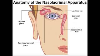 Anatomy \u0026 Functions of the Nasolacrimal Apparatus