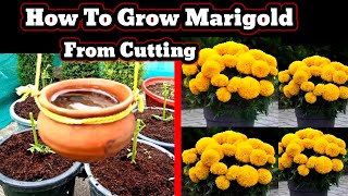 How To Grow Marigold From Cutting | कटिंग से गेंदा कैसे उगाएं | flower farming