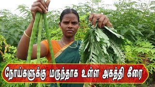 அகத்தி கீரை எந்தெந்த நோய்களுக்கு மருந்தாக உள்ளது தெரியுமா?