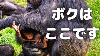 我が子を慈しむチンパンジーの母と子　クララとユパくん　到津の森公園