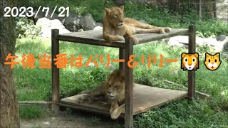 【ライオン】午後当番はバリー＆リリー🦁🐱　2023/7/21　とべ動物園