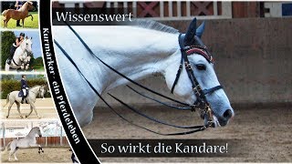 [Wissenswert] Alles rund um die Kandare!