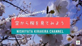 空から桜を見てみよう〜cherry blossom viewing〜