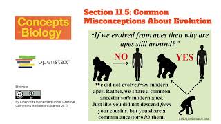 Short Form Lecture for Section 11.5 Common Misconceptions about Evolution - Concepts of Biology