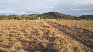 Caravan on the Virginia Range