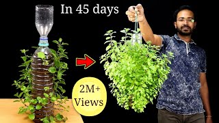 Recycle Plastic Bottle into Hanging Pots to Easily grow Pudina / Mint | Vertical Gardening
