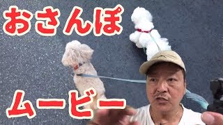 Osmo Pocketで犬たちの散歩を追跡撮影してみました！ Shooting a dog with a camera equipped with a stabilizer