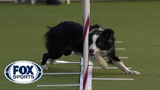 Best of the Agility competition from the 2020 Westminster Kennel Club Dog show |